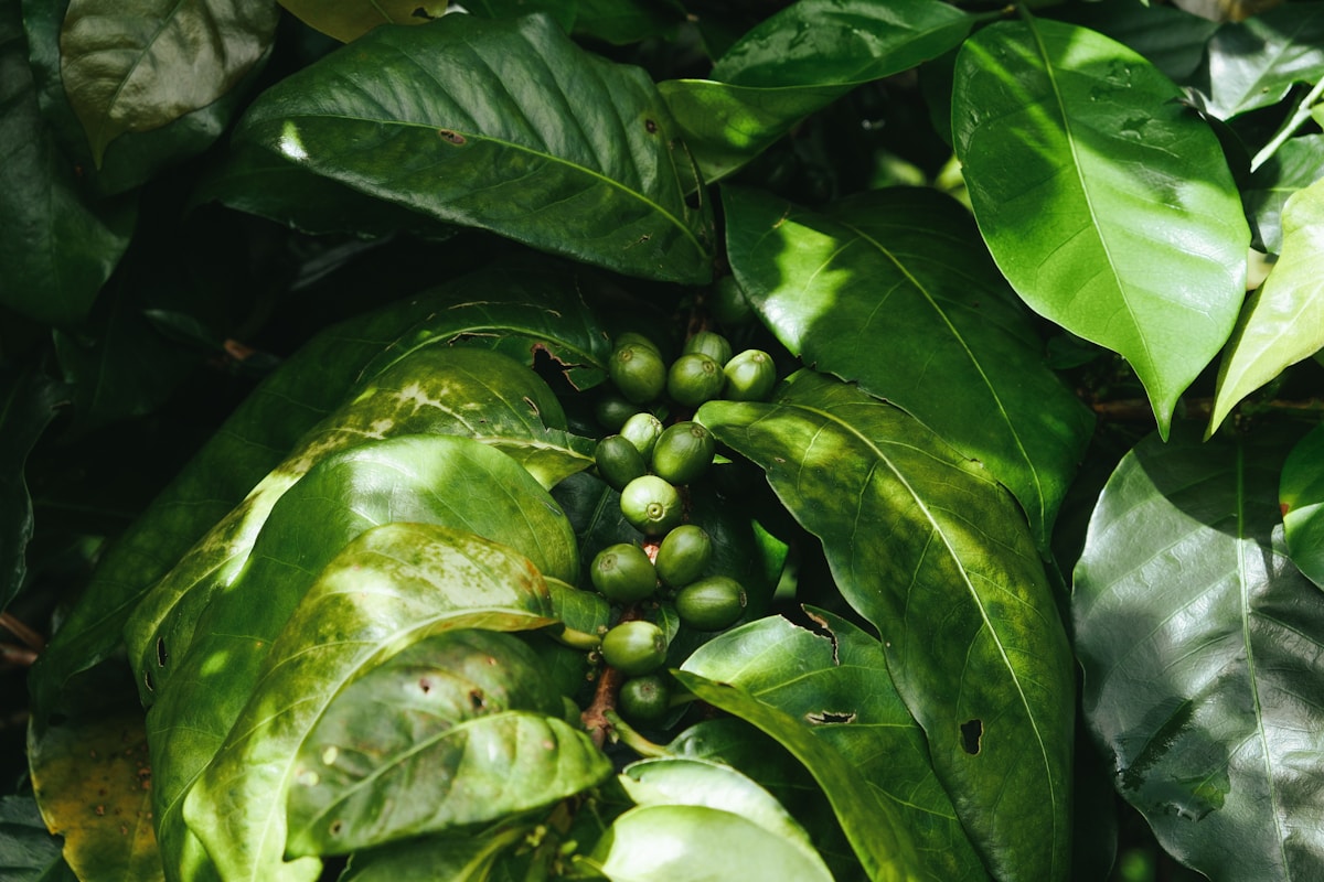 Coffee plant